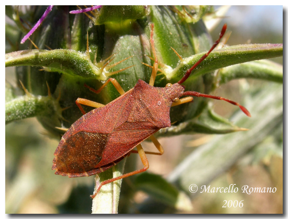 Album di eterotteri fotografati in Sicilia nel 2007